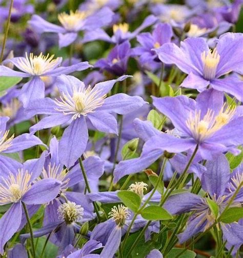 Clematis ‘Arabella’